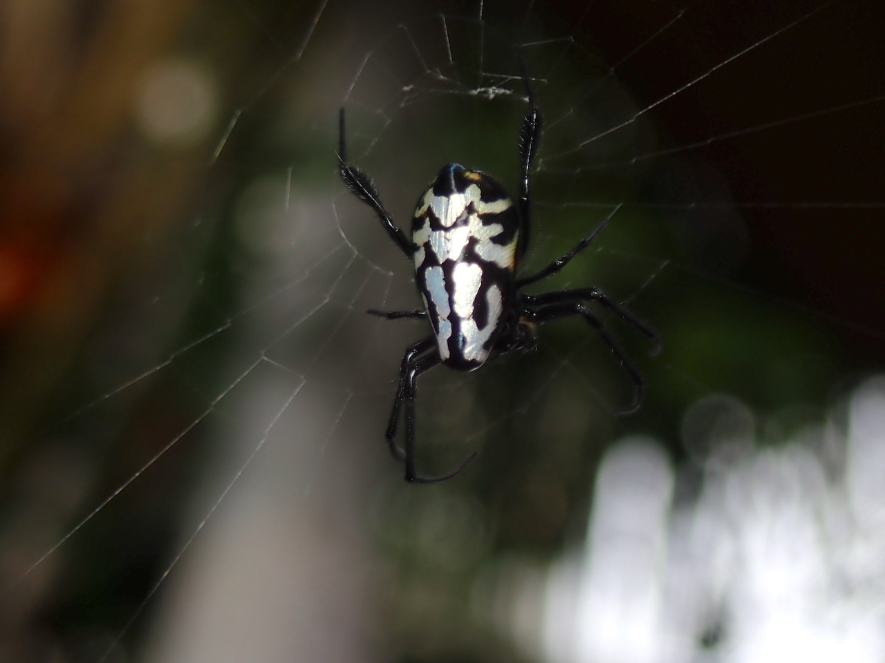 Leucauge fastigata